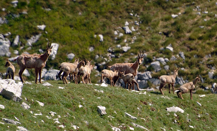 Camoscio d''Abruzzo Rupicapra pyrenaica ornata